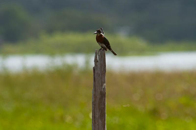 Megaceryle torquata, Lago de Maica, Santarem, Para...