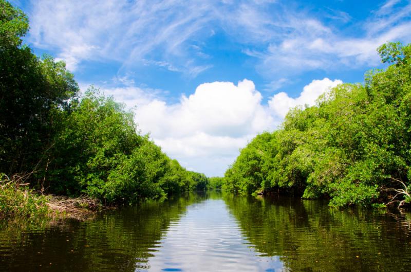 Manglar de Bahia de Cispata, San Antero, Cordoba, ...