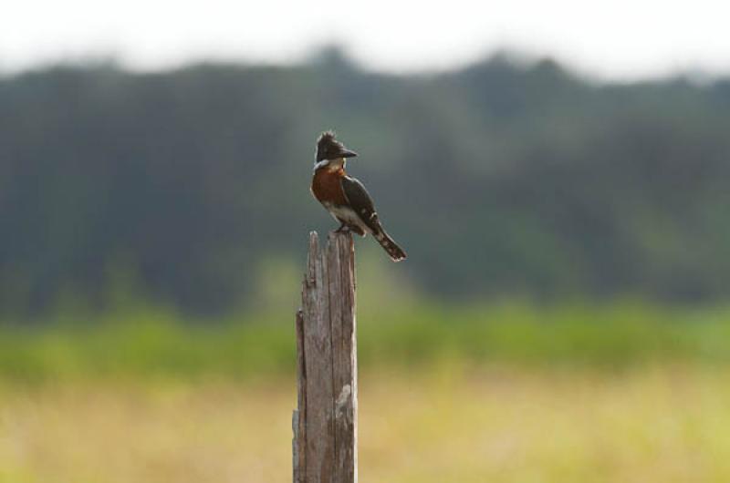 Megaceryle torquata, Lago de Maica, Santarem, Para...