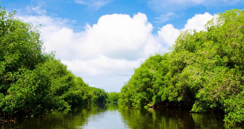 Manglar de Bahia de Cispata, San Antero, Cordoba, ...