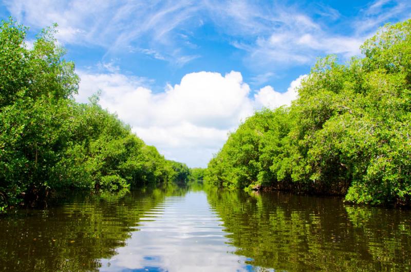 Manglar de Bahia de Cispata, San Antero, Cordoba, ...