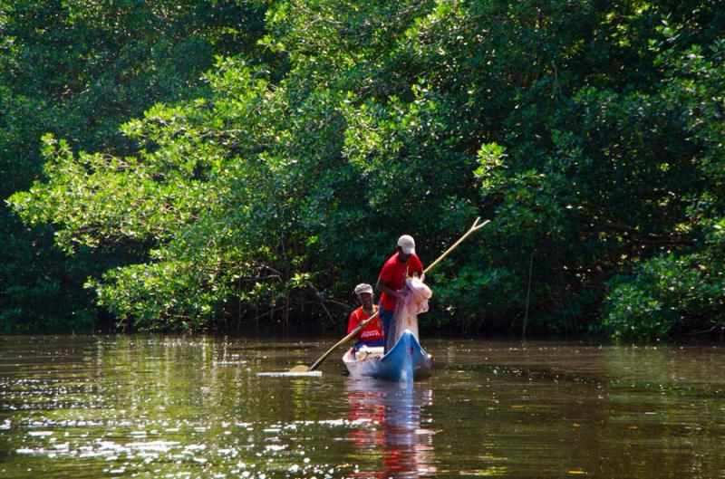 Pescadores en el Manglar de Bahia de Cispata, San ...