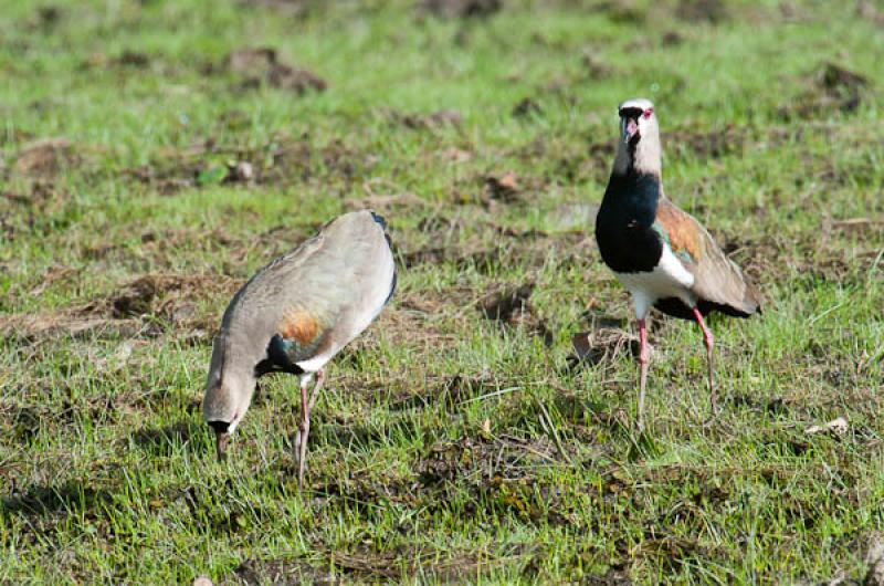 Vanellus chilensis, Lago de Maica, Santarem, Para,...