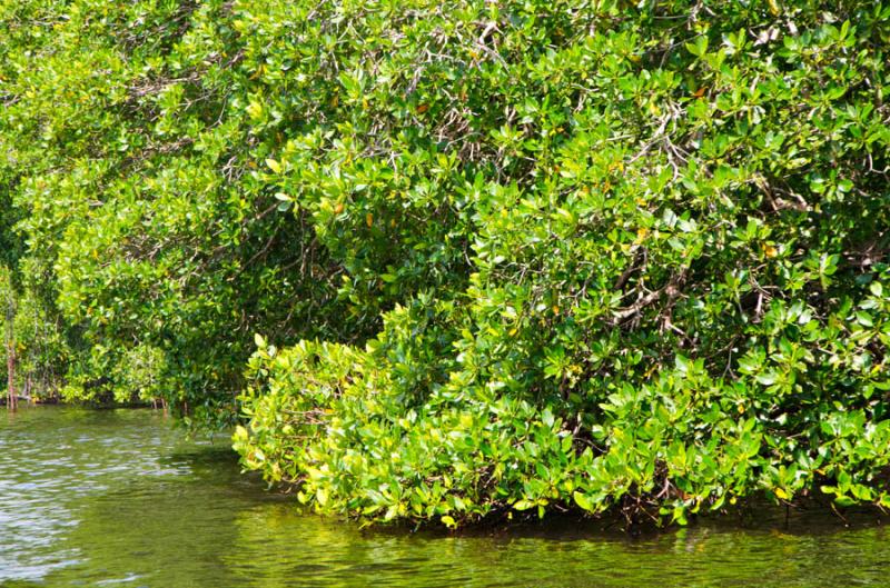 Manglar de Bahia de Cispata, San Antero, Cordoba, ...