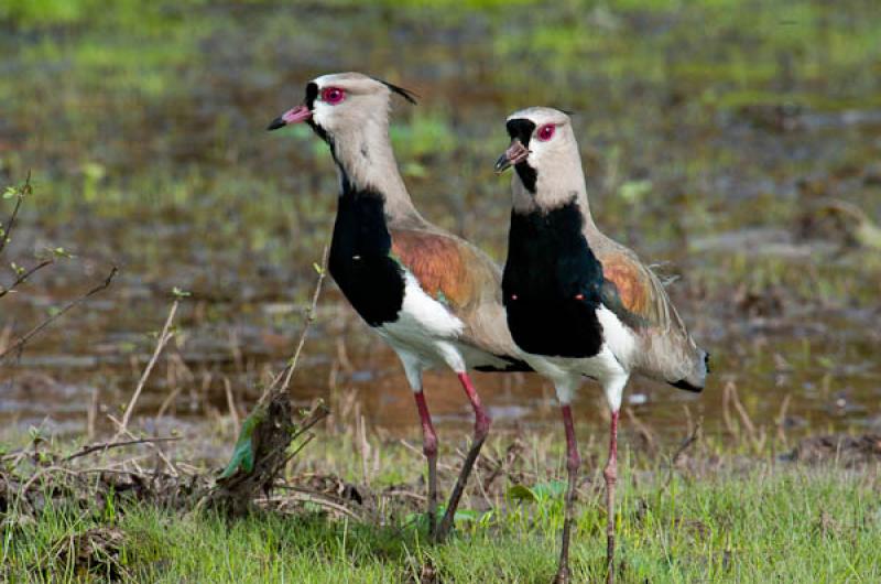 Vanellus chilensis, Lago de Maica, Santarem, Para,...