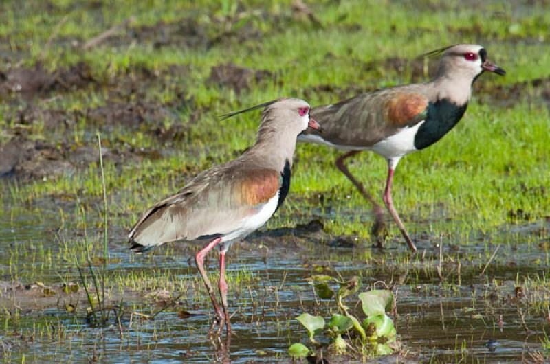 Vanellus chilensis, Lago de Maica, Santarem, Para,...