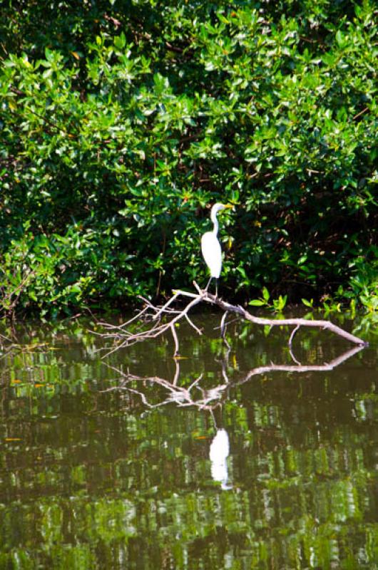 Manglar de Bahia de Cispata, San Antero, Cordoba, ...