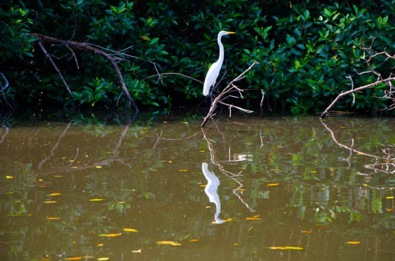 Garza Blanca en Manglar de Bahia de Cispata, San A...