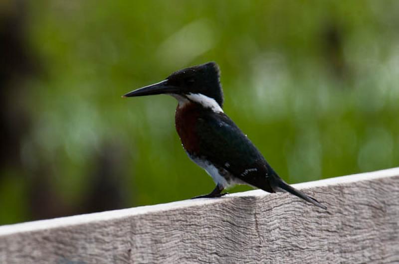 Megaceryle torquata, Lago de Maica, Santarem, Para...