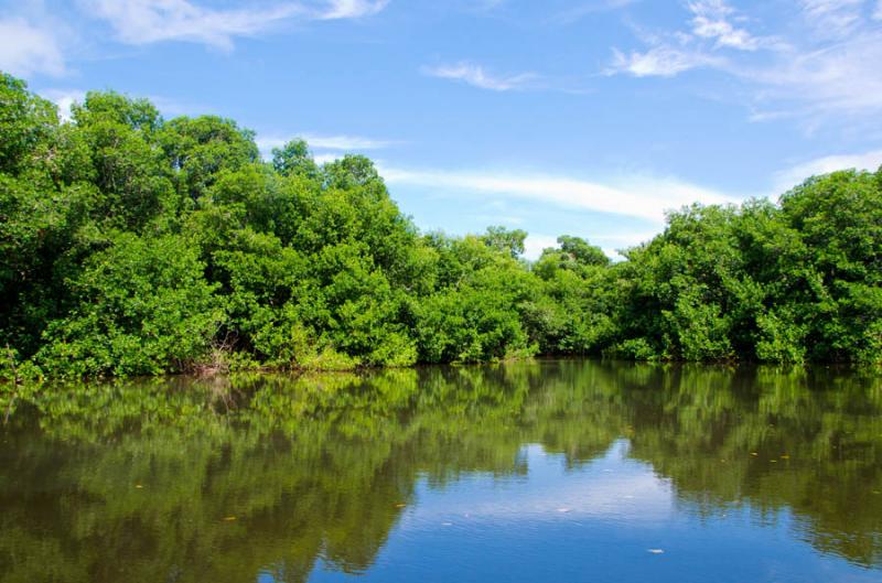 Manglar de Bahia de Cispata, San Antero, Cordoba, ...