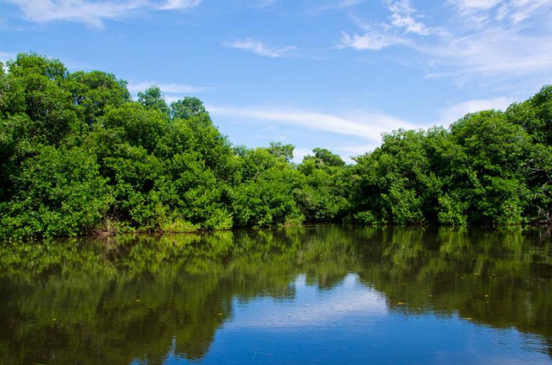 Manglar de Bahia de Cispata, San Antero, Cordoba, ...