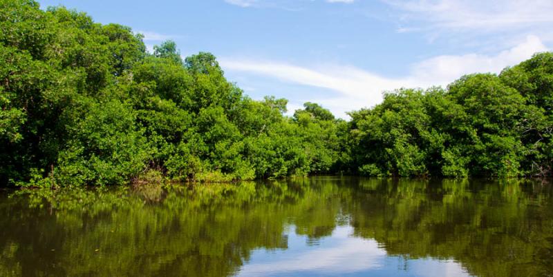 Manglar de Bahia de Cispata, San Antero, Cordoba, ...