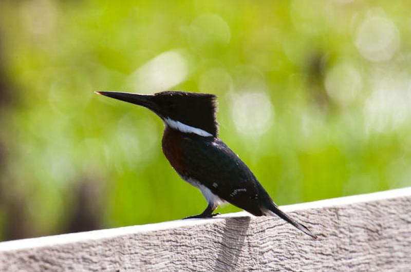 Megaceryle torquata, Lago de Maica, Santarem, Para...