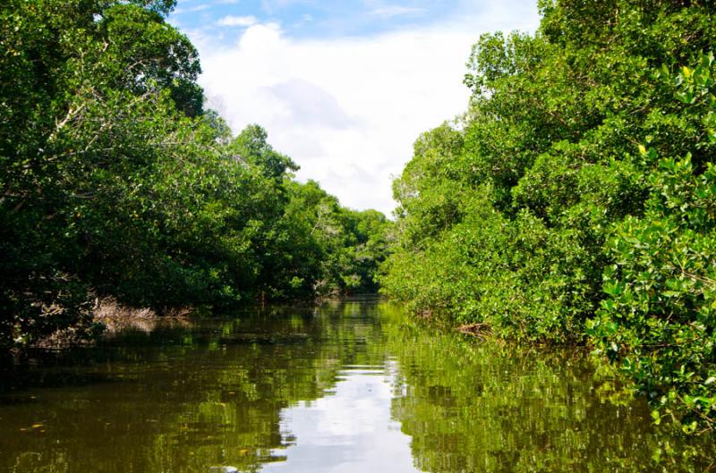 Manglar de Bahia de Cispata, San Antero, Cordoba, ...