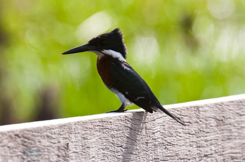 Megaceryle torquata, Lago de Maica, Santarem, Para...