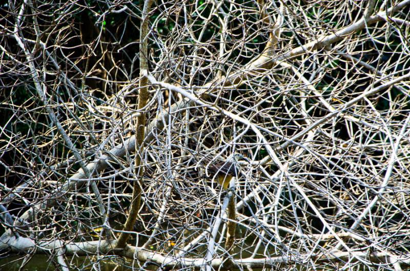 Manglar de Bahia de Cispata, San Antero, Cordoba, ...