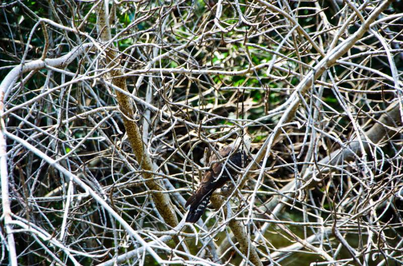 Manglar de Bahia de Cispata, San Antero, Cordoba, ...