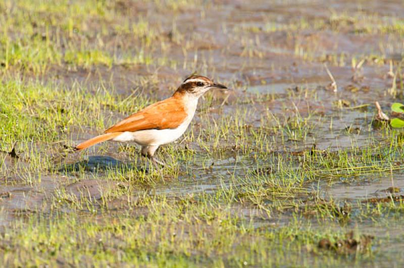 Mimus saturninus, Lago de Maica, Santarem, Para, B...