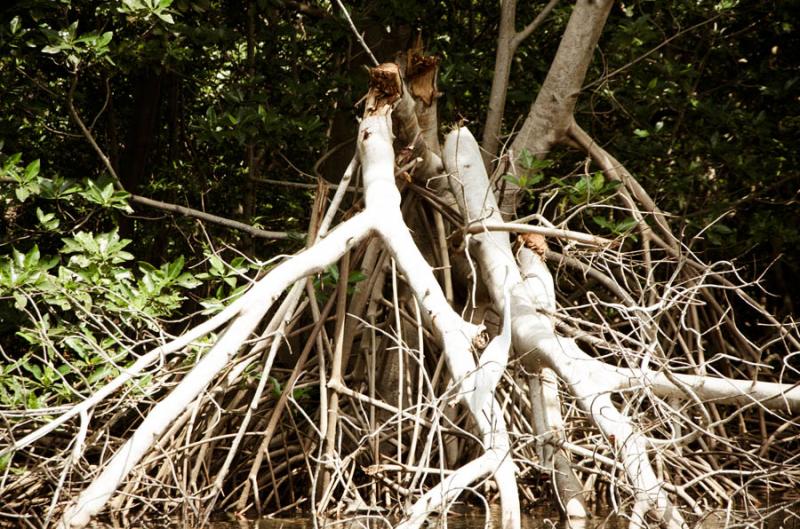 Manglar de Bahia de Cispata, San Antero, Cordoba, ...