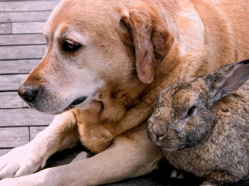 Perro y Conejo