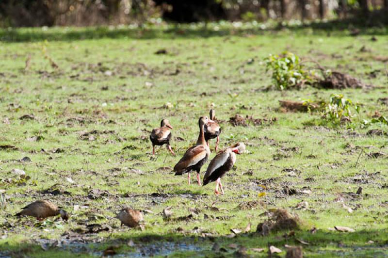 Amazonetta brasiliensis, Lago de Maica, Santarem, ...