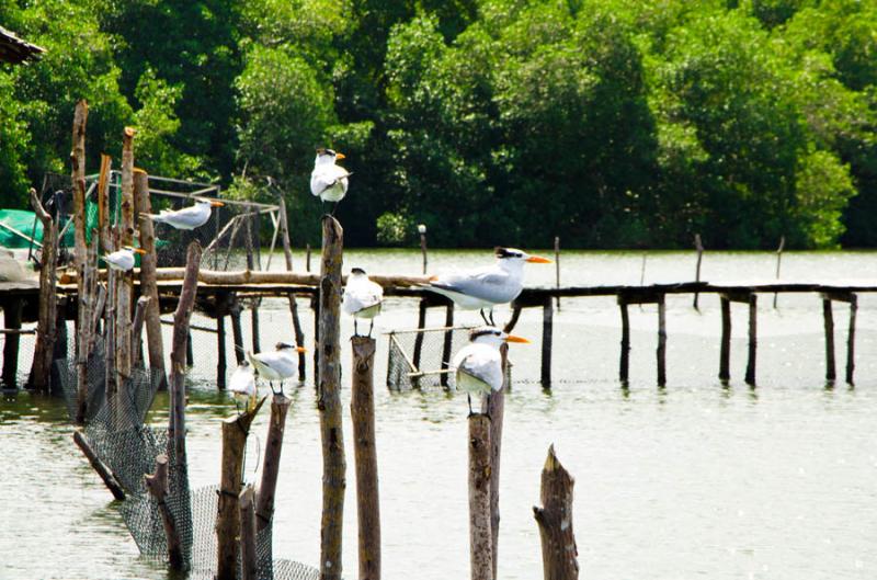 Manglar de Bahia de Cispata, San Antero, Cordoba, ...