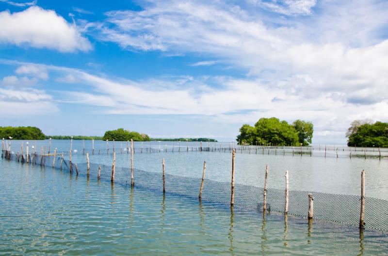 Manglar de Bahia de Cispata, San Antero, Cordoba, ...