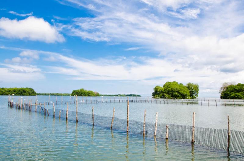 Manglar de Bahia de Cispata, San Antero, Cordoba, ...