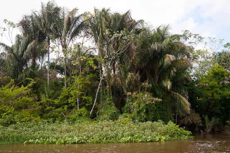 Lago de Maica, Santarem, Para, Brasil, Brasilia, S...