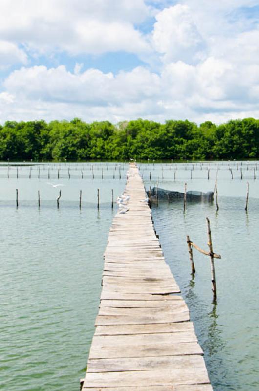 Manglar de Bahia de Cispata, San Antero, Cordoba, ...