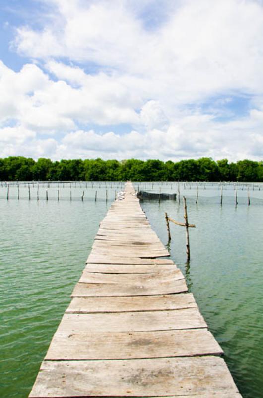 Manglar de Bahia de Cispata, San Antero, Cordoba, ...