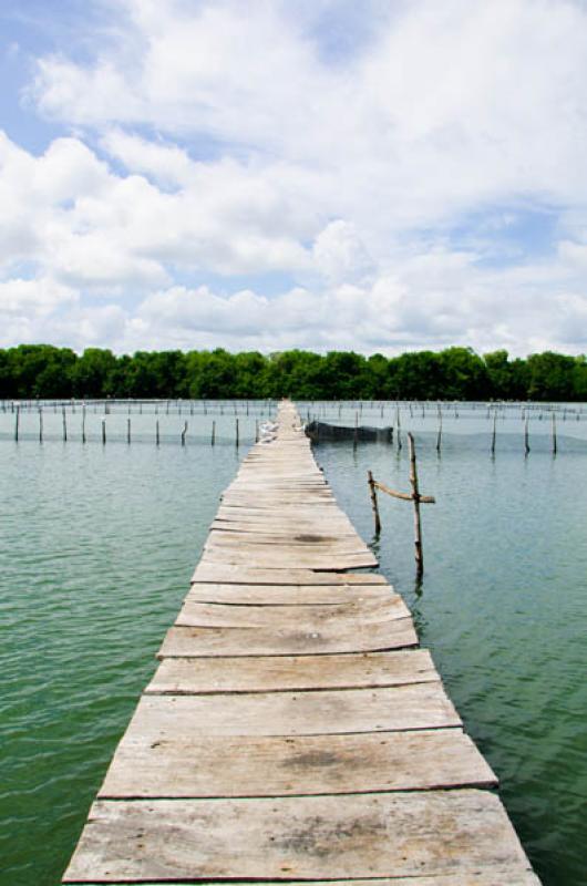 Manglar de Bahia de Cispata, San Antero, Cordoba, ...