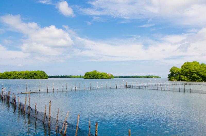 Manglar de Bahia de Cispata, San Antero, Cordoba, ...