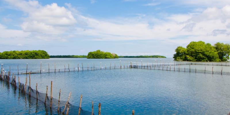 Manglar de Bahia de Cispata, San Antero, Cordoba, ...