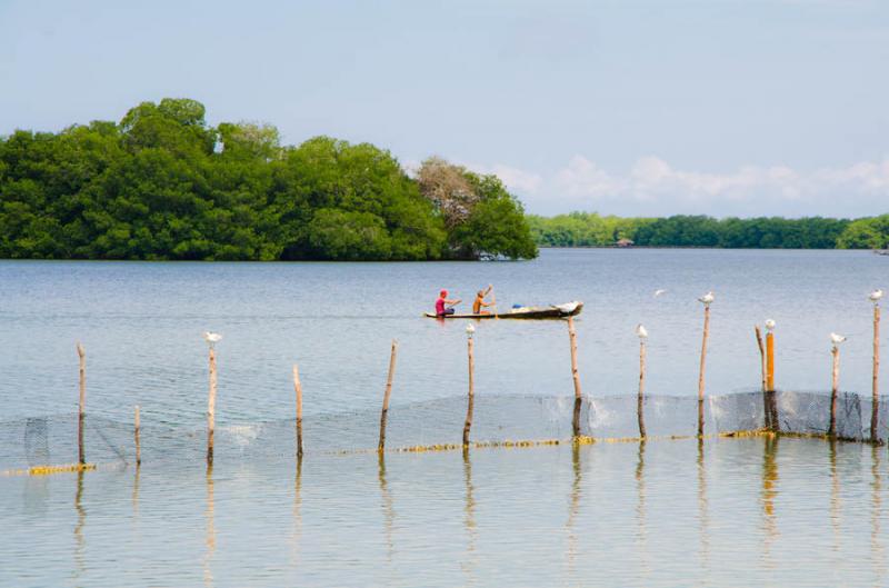 Pescadores en el Manglar de Bahia de Cispata, San ...