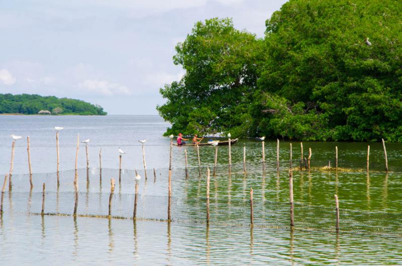 Pescadores en el Manglar de Bahia de Cispata, San ...