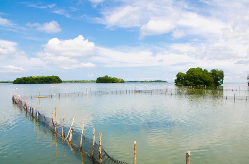 Manglar de Bahia de Cispata, San Antero, Cordoba, ...