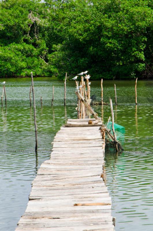 Manglar de Bahia de Cispata, San Antero, Cordoba, ...