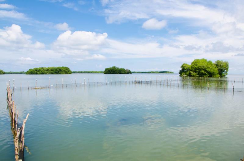 Manglar de Bahia de Cispata, San Antero, Cordoba, ...