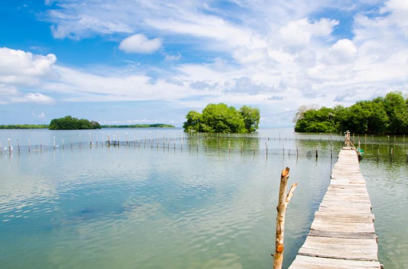 Manglar de Bahia de Cispata, San Antero, Cordoba, ...