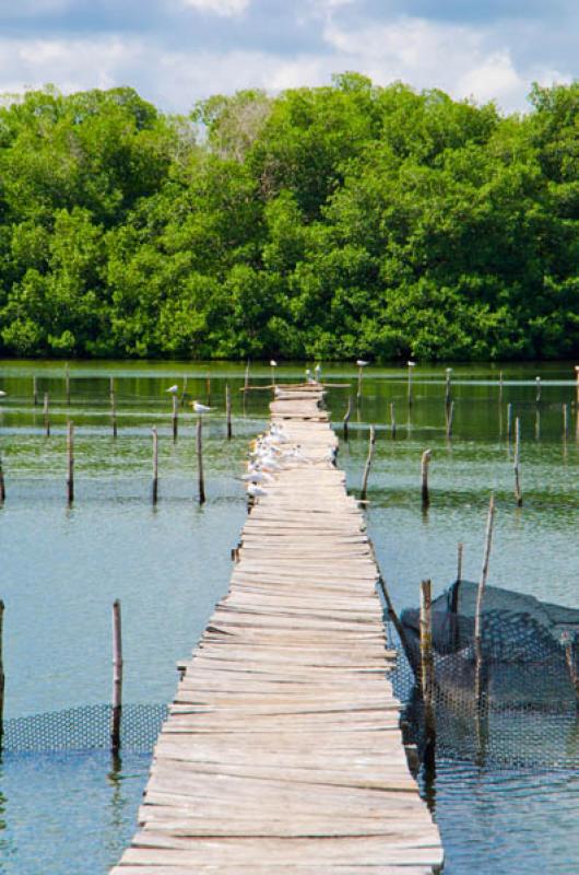 Manglar de Bahia de Cispata, San Antero, Cordoba, ...