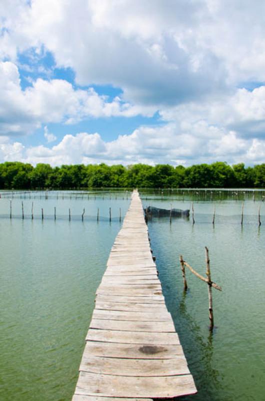 Manglar de Bahia de Cispata, San Antero, Cordoba, ...