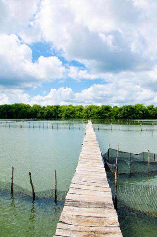 Manglar de Bahia de Cispata, San Antero, Cordoba, ...