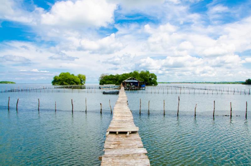 Manglar de Bahia de Cispata, San Antero, Cordoba, ...