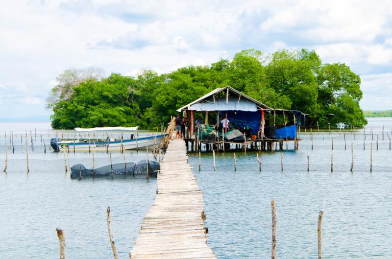 Manglar de Bahia de Cispata, San Antero, Cordoba, ...