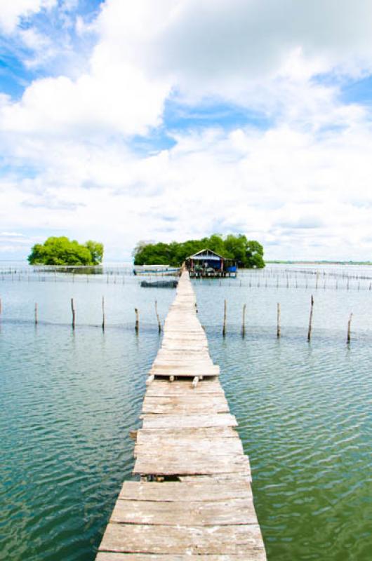 Manglar de Bahia de Cispata, San Antero, Cordoba, ...