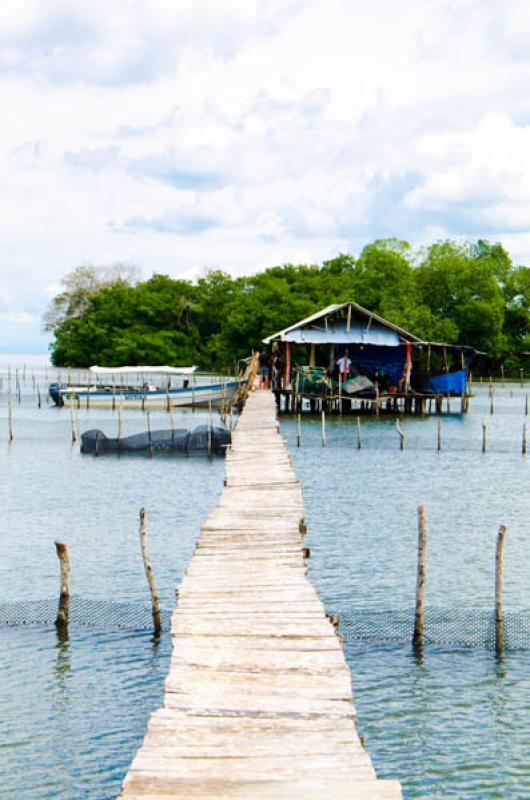 Manglar de Bahia de Cispata, San Antero, Cordoba, ...