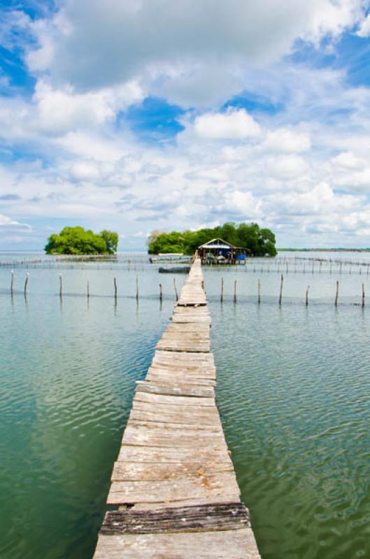 Manglar de Bahia de Cispata, San Antero, Cordoba, ...