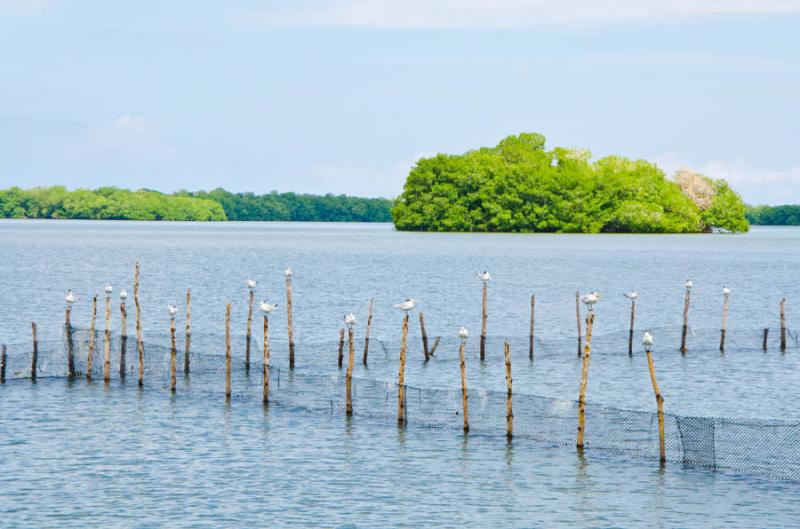 Manglar de Bahia de Cispata, San Antero, Cordoba, ...