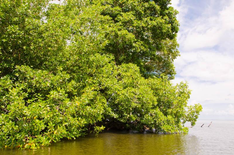 Manglar de Bahia de Cispata, San Antero, Cordoba, ...